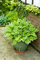 Hosta in a glazed container - The Ridges, Chorley