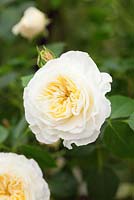 Rosa 'Clarence House'