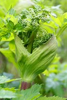 Angelica gigas in May