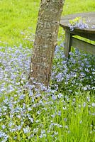 Myosotis - Bunch of forget me nots on rustic table 