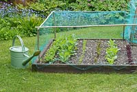 Raised vegetable bed on a lawn in a suburban garden with seedlings of rocket, radishes, carrots, beetroot, spinach, lettuce and spring onions, protected with netting