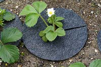 Fragaria - Strawberry collars, also known as mulch mats, made from recycled carpet, protecting strawberries from slugs, keeping the fruit clean and conserving moisture