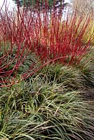 Cornus alba 'Siberica' with Carex morrowii 'Fishers Form' - The Sir Harold Hillier Gardens