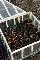 Traditional Victorian style cloche protecting pots of broad bean seedlings, March 