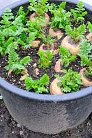 Storing parsnips in plastic bucket for convenience, March
