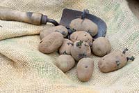 Seed potatoes and hand trowel