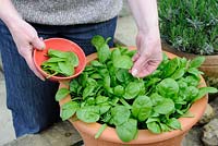 Woman picking baby spinach leaves grown in pot on patio, May