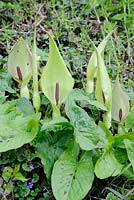 Arum maculatum - Wild Arum, also known as Cuckoo Pint or Lords and Ladies, showing the flower sheath and spadix, May