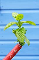Mentha - Mint emerging from watering can spout,  May