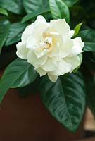 Gardenia augusta