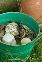 Frog in bucket of pebbles and water