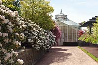 Rhododendron lined path to greenhouse at The Garden Society of Gothenburg, Sweden