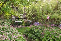 Cafe table and chairs among roses at The Garden Society of Gothenburg, Sweden