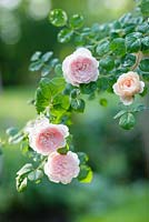 Rosa 'Queen of Sweden' syn R. 'Austiger', a David Austin English rose