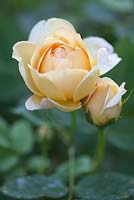 Rosa 'Golden Celebration' syn R 'Ausgold', a David Austin English rose