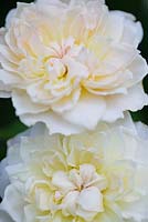Rosa 'Mary Magdalene' syn R. 'Ausjolly', a David Austin English rose