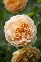 Rosa 'Grace' syn R. 'Auskeppy', a David Austin English rose