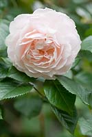 Rosa 'Sharifa Asma' syn R. 'Ausreef', a David Austin English rose
