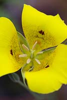 Calochortus lutes - Yellow Mariposa lily