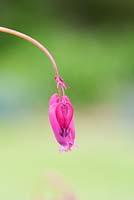 Dicentra formosa - Western or Pacific bleeding heart flower