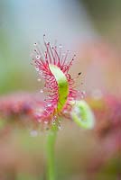 Drosera anglica - Great or English sundew. Sticky tentacles on leaves