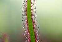 Drosera Capensis - Red Cape sundew. Sticky tentacles on leaves
