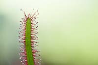 Drosera Capensis - Red Cape sundew. Sticky tentacles on leaves