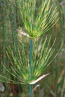 Elegia capensis - Horsetail restio. Broom reed