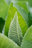 Inula helenium leaves - Elecampane