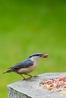 Sitta europaea - Nuthatch on stone bird table feeding on peanuts