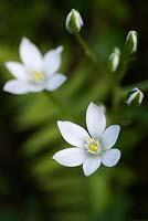 Ornithogalum arabicum - Star of Bethlehem flower