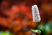 Persicaria bistorta 'Superba'- Knotweed flower