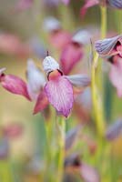 Serapias Lingua - Tongue Orchid