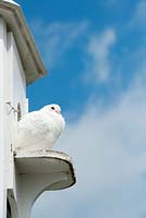 White pigeon in a Dovecote at Lost Gardens of Heligan, Cornwall