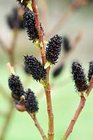 Salix gracilistyla 'Melanostachys' - Black pussy willow