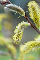 Salix udensis 'Sekka' - Dragon or Fantail Willow