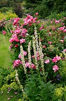 Rosa gallica 'Versicolor' syn Rosa Mundi underplanted with Lady's Mantle, Alchemilla mollis and Nettle-leaved mullein, Verbascum chaixii var album - Dorothy Clive Garden