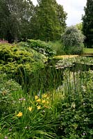 Waterside planting of Hemerocallis, Filipendula and Typha with Juniper, Gunnera and weeping silver leaved pear in the background - Dorothy Clive Garden