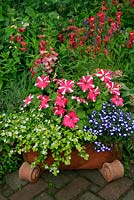 Three bedding plants for summer long colour in a terracotta trough with scrolled pot feet - Petunia grandiflora 'Sweetheart', Lobelia 'Superstar' and Sutera Suteranova Series 'Gold leaved White'
