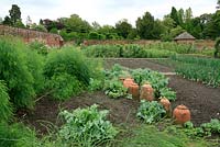 Seakale and terracotta forcing pots alongside asparagus in the newly restored kitchen garden at Tatton Park
