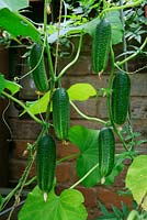 Gherkins 'Bimbo Star' growing up canes and string, ready to pick
