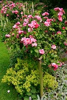 Rosa gallica 'Versicolor' syn Rosa Mundi supported by a tripod of rustic poles and underplanted with Lady's Mantle, Alchemilla mollis and Lamb's ear, Stachys byzantina - Dorothy Clive Garden