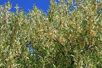 Elaeagnus umbellata - Japanese silverberry 