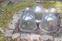 Young vegetable plants protected by ventilated, plastic cloches, in a small square bed edged by cobbles