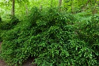 Buxus sempervirens  - Common Box growing in woodland,  Stanmer Park, Falmer, East Sussex, UK