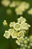 Myristica fragrans - English Mace, June