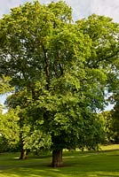 Ulmus x hollandica 'Vegeta' - Huntingdon Elm in June, Queens Park, Brighton, East Sussex, UK
 