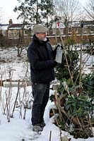 Man dressed up warmly against the cold attending to his urban allotment in the snow