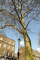 Platanus x hispanica - London Plane tree in it's classic urban habitat with ornate lamp post and terrace of Georgian houses behind, Highbury Fields, London Borough of Islington
