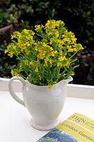 The flowering seed heads of Barbarea verna - Land Cress or  American Land Cress in a white vintage jug